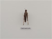 藏品(直翅目(3))的圖片